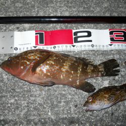 夕方～エビ撒き釣り