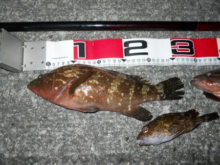 夕方～エビ撒き釣り