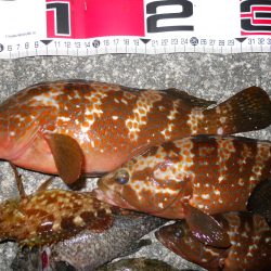 夕方～エビ撒き釣りで根魚