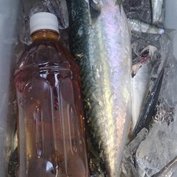 デカサバを求めて