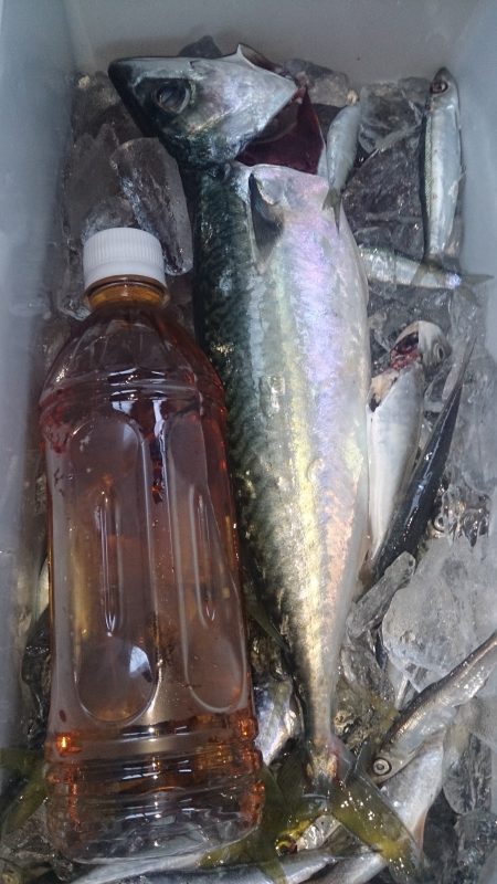 デカサバを求めて