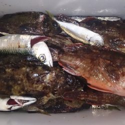 デカサバを求めて