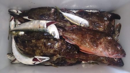 デカサバを求めて