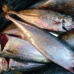 フライが食べたくなって