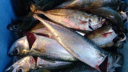 フライが食べたくなって