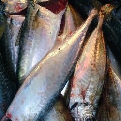 フライが食べたくなって