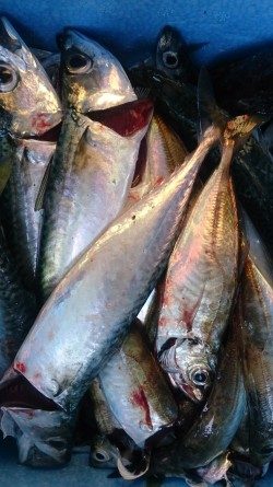 フライが食べたくなって