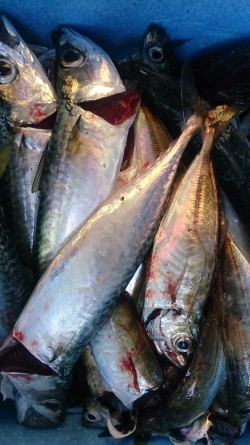 フライが食べたくなって