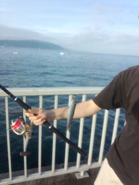 ウルトラライトショアジギング&サビキで豆アジ狙い