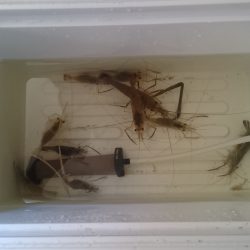 武庫川河口でお手軽手長エビ釣り！