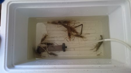 武庫川河口でお手軽手長エビ釣り！