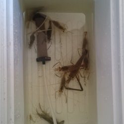 武庫川河口でお手軽手長エビ釣り！