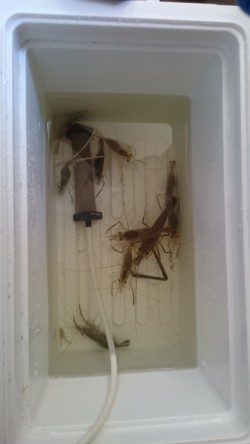 武庫川河口でお手軽手長エビ釣り！