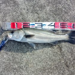 ダイビングペンシルでシーバス