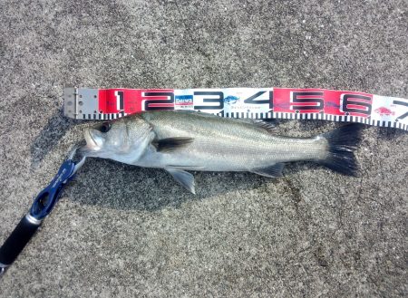 ダイビングペンシルでシーバス