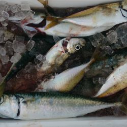 大物がいないか