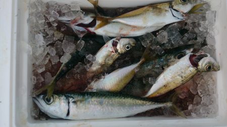 大物がいないか