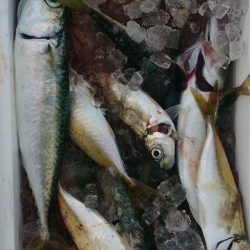 大物がいないか