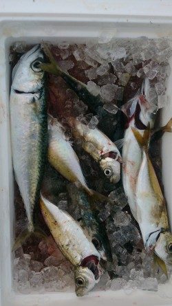 大物がいないか