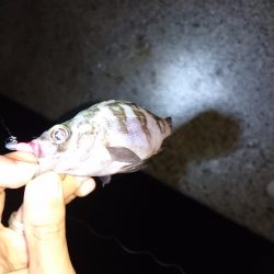 わいわいメバリング