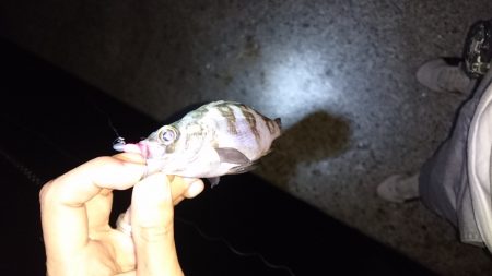 わいわいメバリング