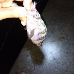 わいわいメバリング