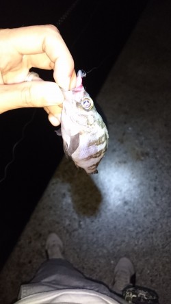 わいわいメバリング