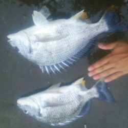 キビレ浮き流し