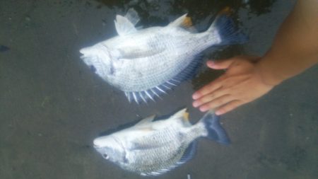 キビレ浮き流し