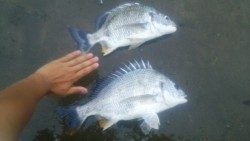 キビレ浮き流し