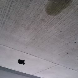 こんなところに、