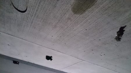 こんなところに、