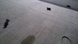 こんなところに、