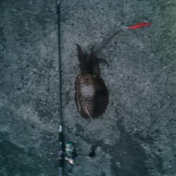 夏イカ～台風後の濁り