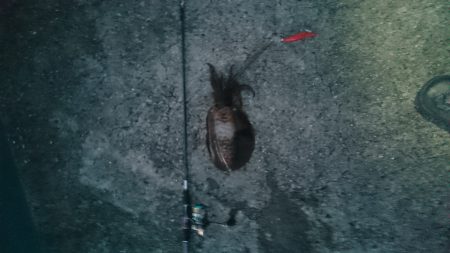 夏イカ～台風後の濁り