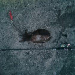 夏イカ～台風後の濁り