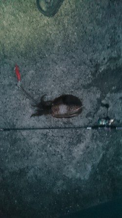 夏イカ～台風後の濁り