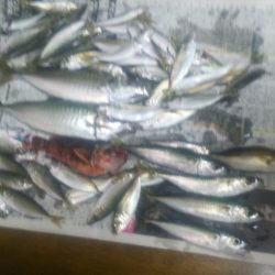 下津ピアーランド