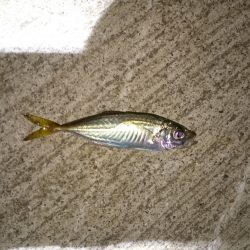 マメアジきたー