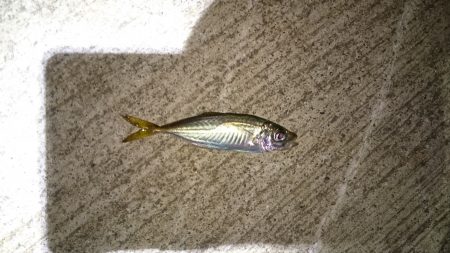 マメアジきたー