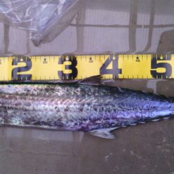 ショアジギでサワラ