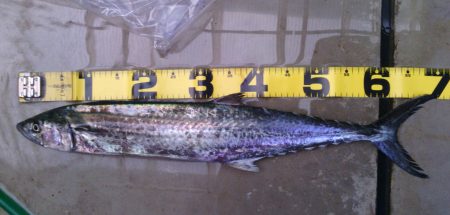 ショアジギでサワラ