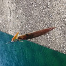 この時期楽しい、カマスゲーム