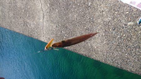 この時期楽しい、カマスゲーム