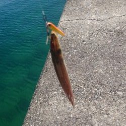 この時期楽しい、カマスゲーム