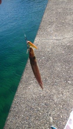 この時期楽しい、カマスゲーム