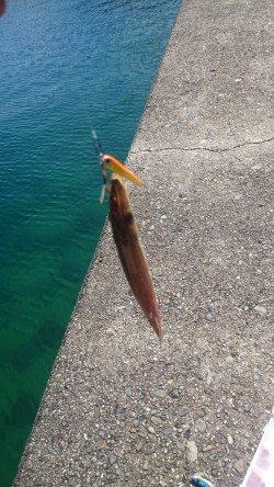 この時期楽しい、カマスゲーム