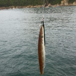 マイクロショアジギ