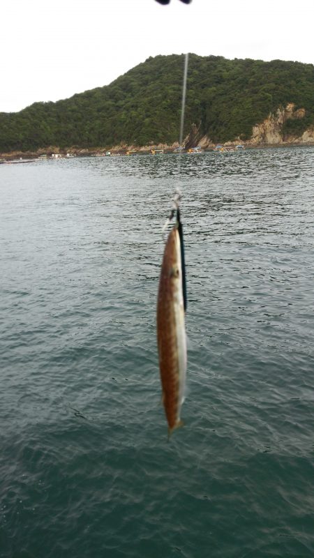 マイクロショアジギ