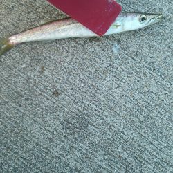 暴風豆アジング